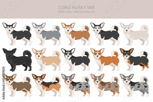 Corgi Husky mix clipart. Welsh Corgi Siberian Husky mix. Different coat colors set.  Vector illustration