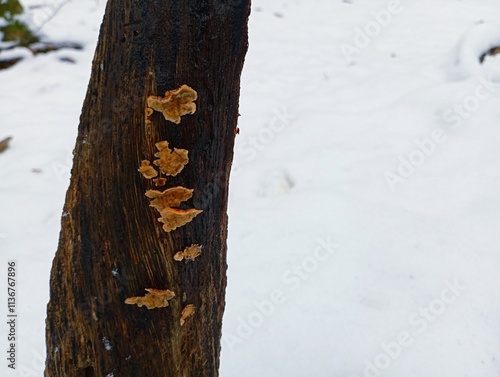 Small woody mushrooms on the trunk of an old tree in the winter in the forest. Poisonous mushrooms on the background of a snowy forest. photo