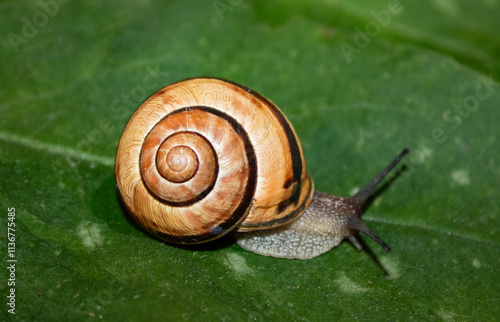 Close-up of a snail crawling on a green lea photo