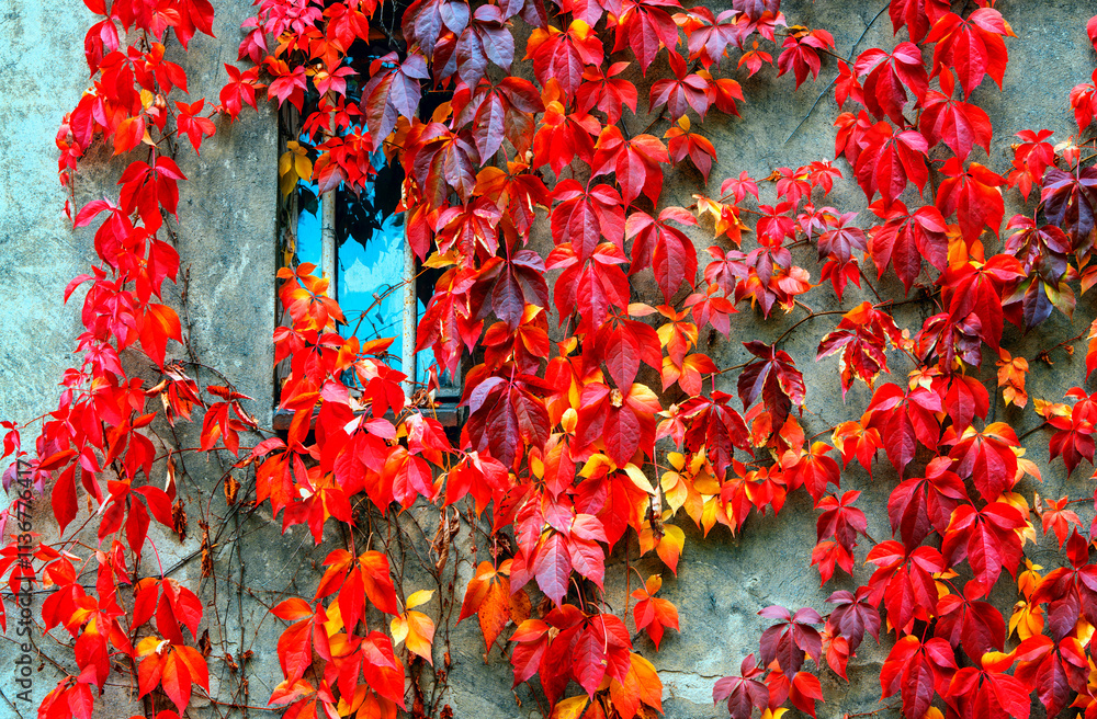 Herbstlaub, Berlin, Deutschland