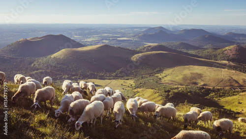Fotografía troupeau de moutons sur le Puy-de-Dôme en Auvergne en été