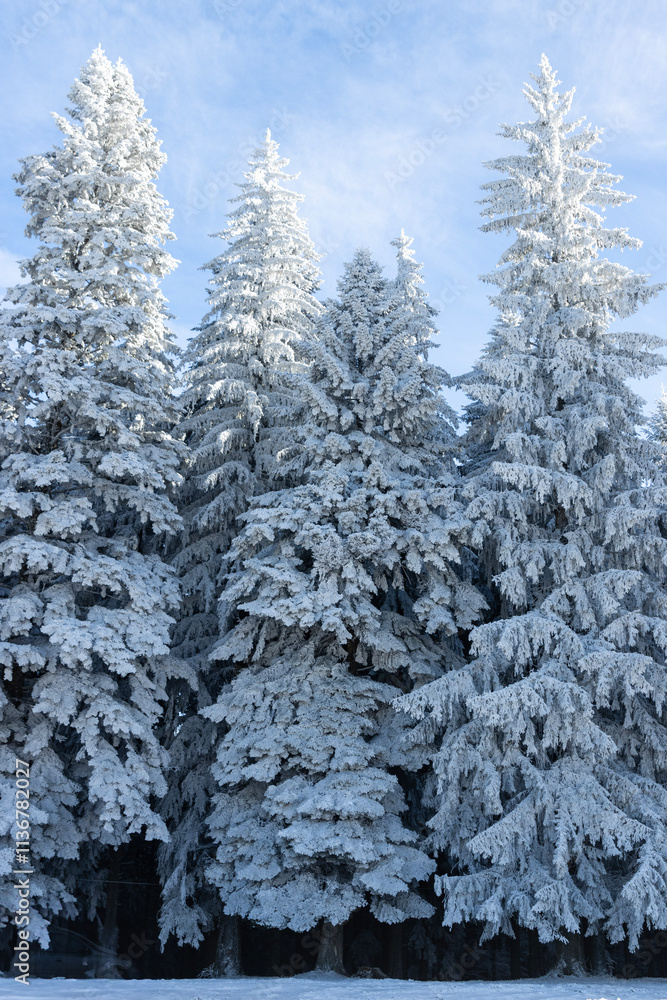 A group of tall and majestic spruce trees covered in a thick layer of snow. The trees are covered in a pure white coat, their branches laden with fluffy snow, adding to the winter atmosphere. A group of tall and majestic spruce trees covered in a thick layer of snow. The trees are covered in a pure white coat, their branches laden with fluffy snow, adding to the winter atmosphere.