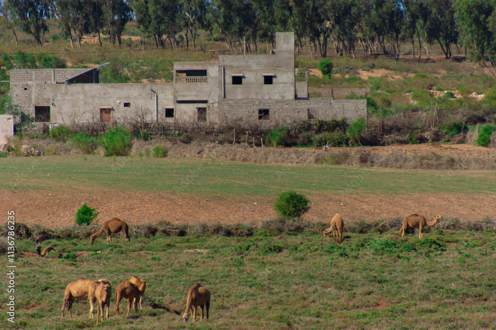 Obraz premium pretty dromedary walking freely somewhere in the countryside in Morocco