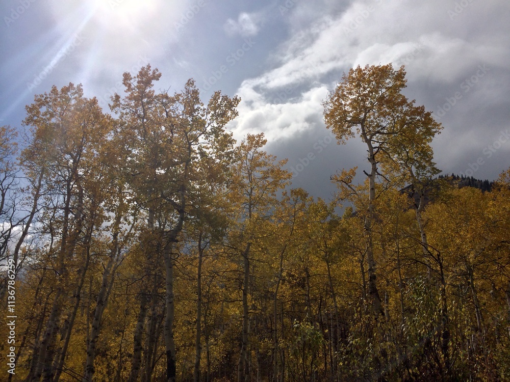 Golden Aspen Trees in Autumn with Sunlight and Cloudy Sky at Sundance Utah Golden Aspen Trees in Autumn with Sunlight and Cloudy Sky at Sundance Utah
