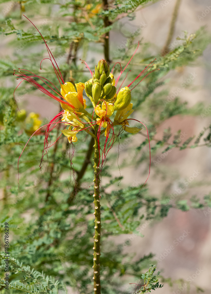 yellow and red colored garden flowers photos yellow and red colored garden flowers photos
