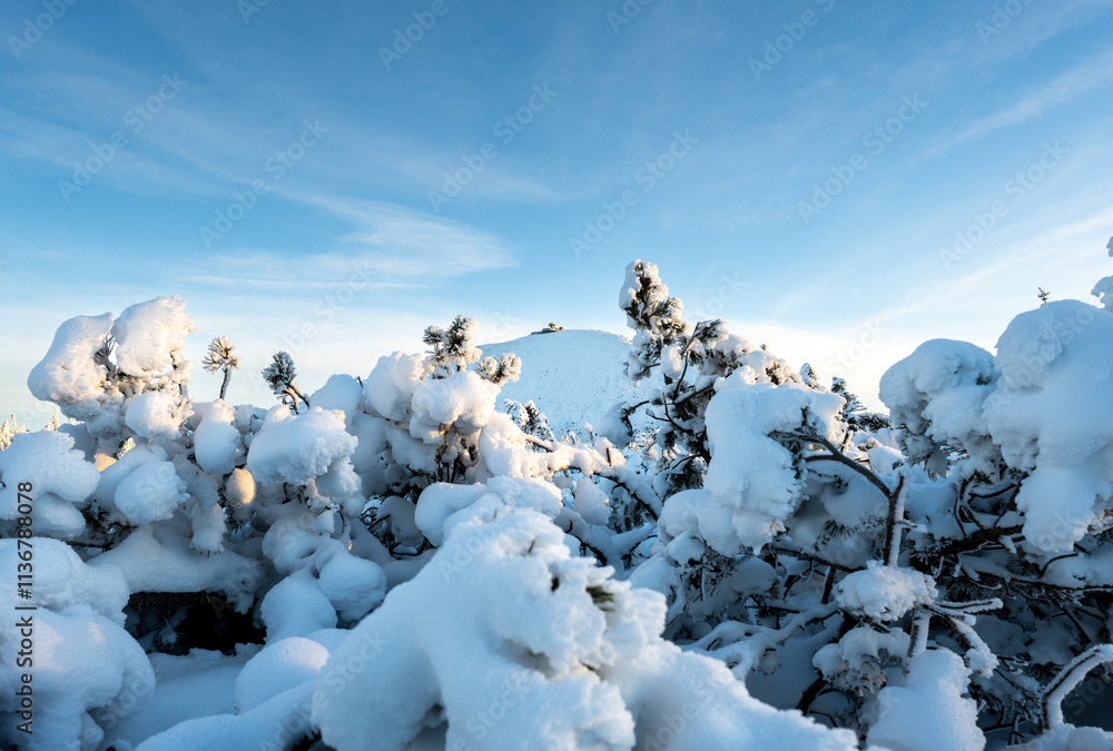 fluffy snow on branches of tree in Giant Mountains in Poland