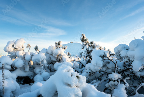 Obraz na płótnie fluffy snow on branches of tree in Giant Mountains in Poland w salonie