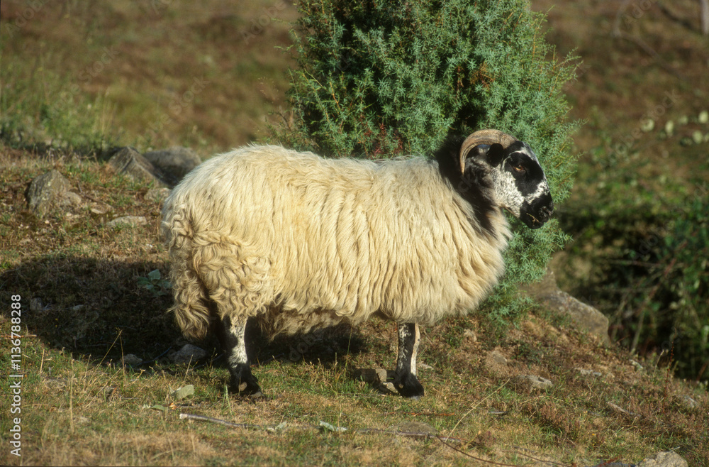 Obraz premium Mouton , race Black Face