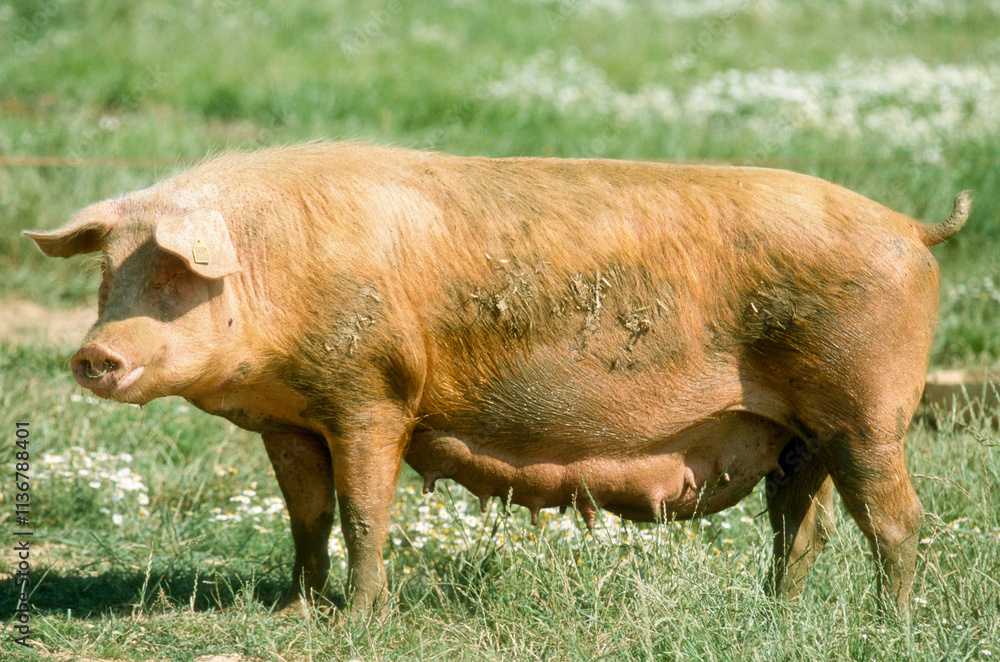 Porc, truie, Cochon, Sus domesticus Porc, truie, Cochon, Sus domesticus