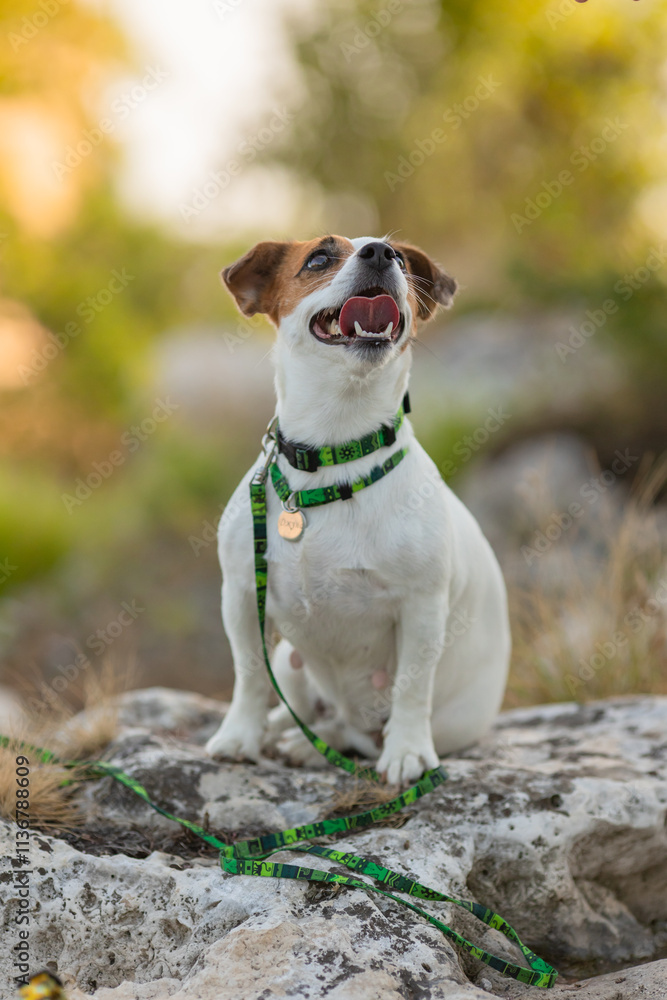 A Jack Russell Terrier dog in a beautiful collar in the park A Jack Russell Terrier dog in a beautiful collar in the park