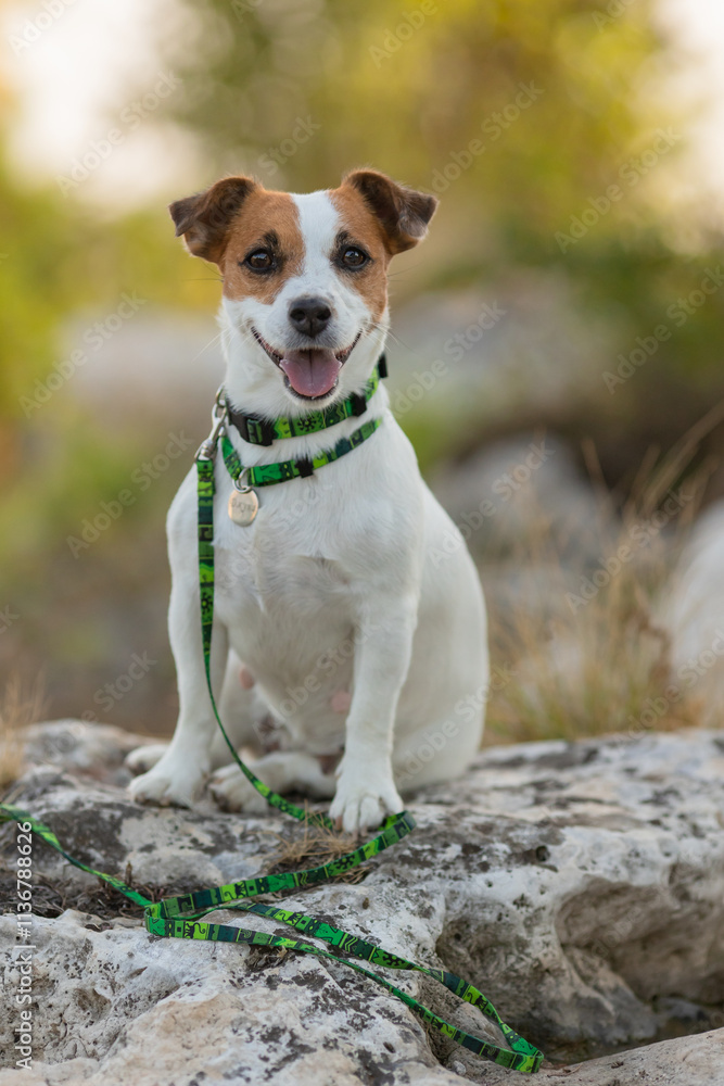 A Jack Russell Terrier dog in a beautiful collar in the park A Jack Russell Terrier dog in a beautiful collar in the park