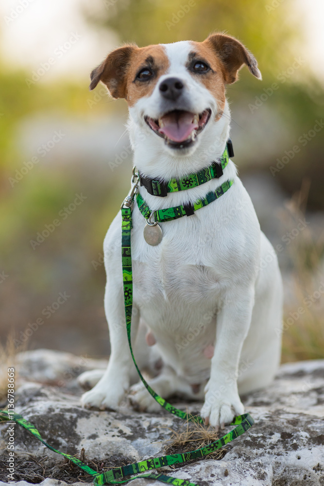 A Jack Russell Terrier dog in a beautiful collar in the park