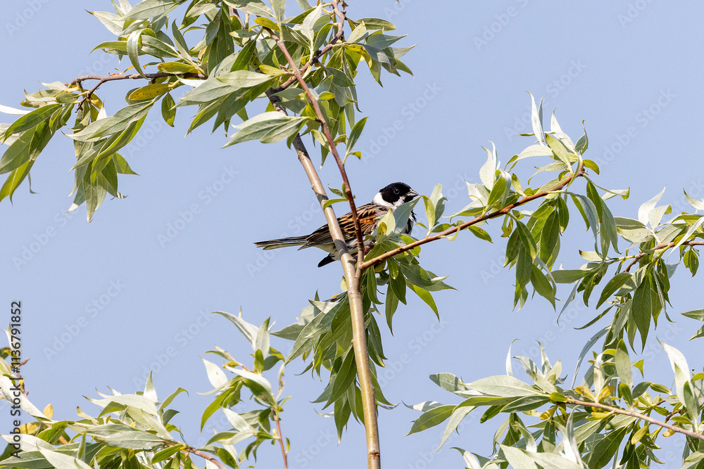 Obraz premium bird on a branch