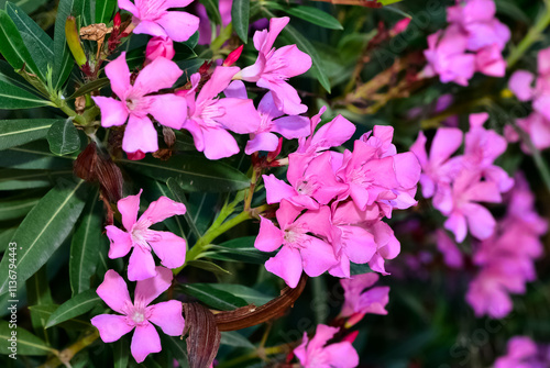 macro photos of various oleander flowers