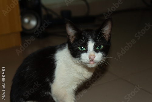 A black and white domestic cat with green eyes sitting on a tiled indoor floor