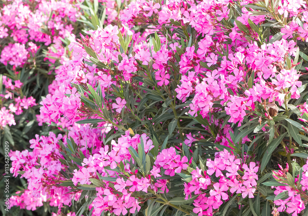 Obraz premium macro photos of various oleander flowers