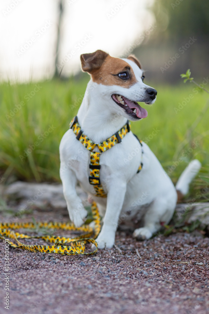 A Jack Russell Terrier dog in a beautiful harness in the park A Jack Russell Terrier dog in a beautiful harness in the park