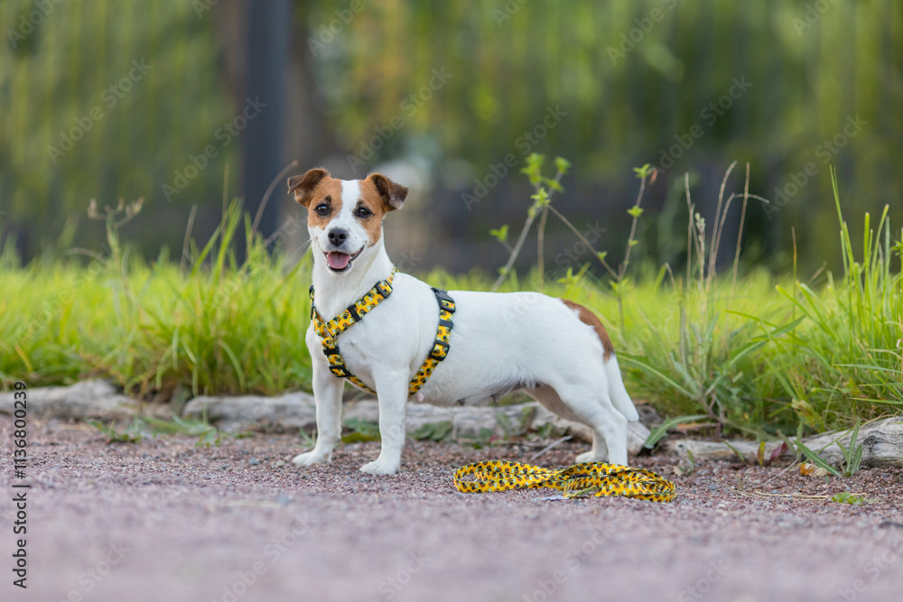 A Jack Russell Terrier dog in a beautiful harness in the park A Jack Russell Terrier dog in a beautiful harness in the park