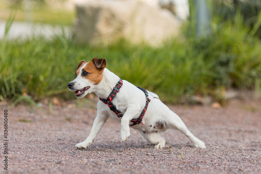 A Jack Russell Terrier dog in a beautiful harness in the park A Jack Russell Terrier dog in a beautiful harness in the park