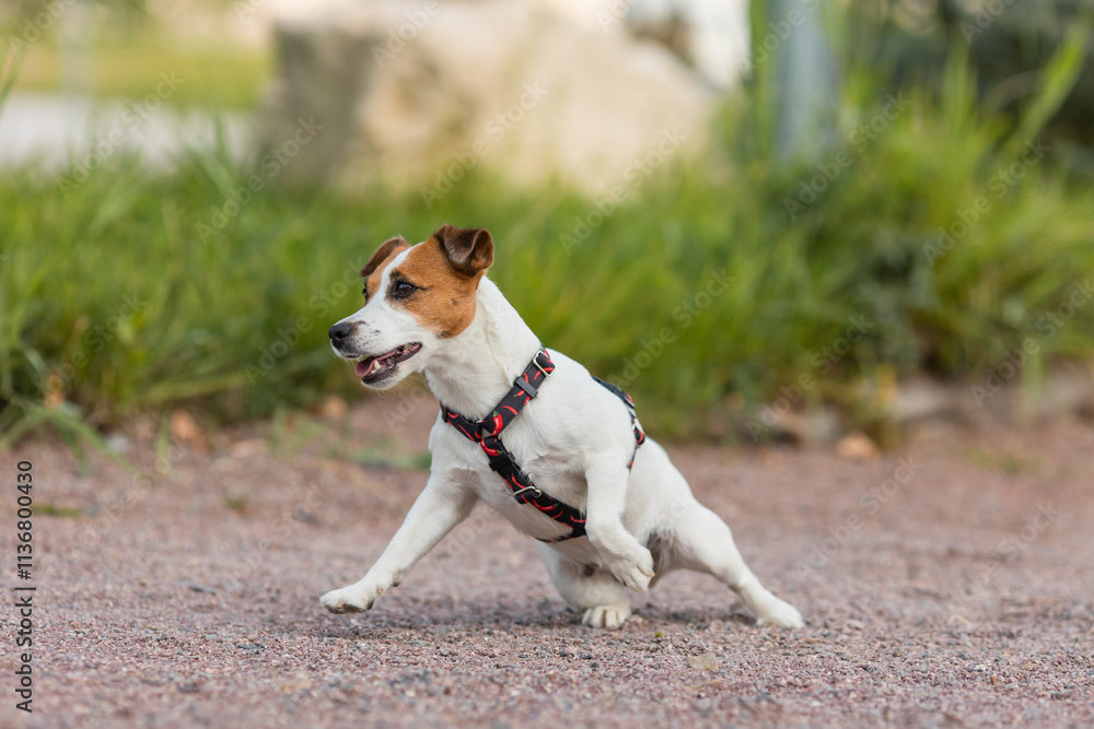 A Jack Russell Terrier dog in a beautiful harness in the park A Jack Russell Terrier dog in a beautiful harness in the park