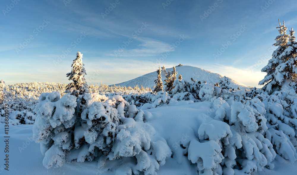 fluffy snow on fir tree in Giant mountains in winter in Poland