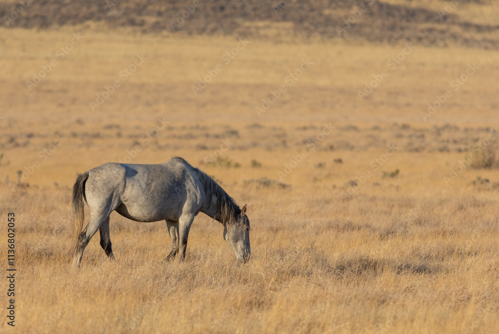 Fototapeta premium Wild Horse in Autumn in the Utah Desert