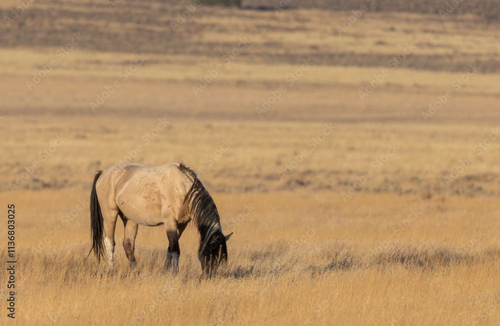 Wild Horse in Autumn in the Utah Desert Wild Horse in Autumn in the Utah Desert