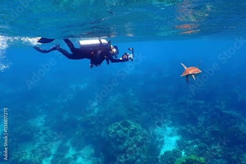 Scuba diver in the shallow water swimming toward the sea turtle. Tortoise in the shallow murky water with scuba diver and coral reef. Marine life, reef and swimming diver. Tourist in the water. photo