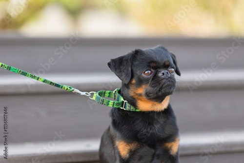 a Petit Brabanson dog in a beautiful collar in the park photo