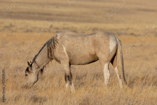 Wild Horse in Autumn in the Utah Desert