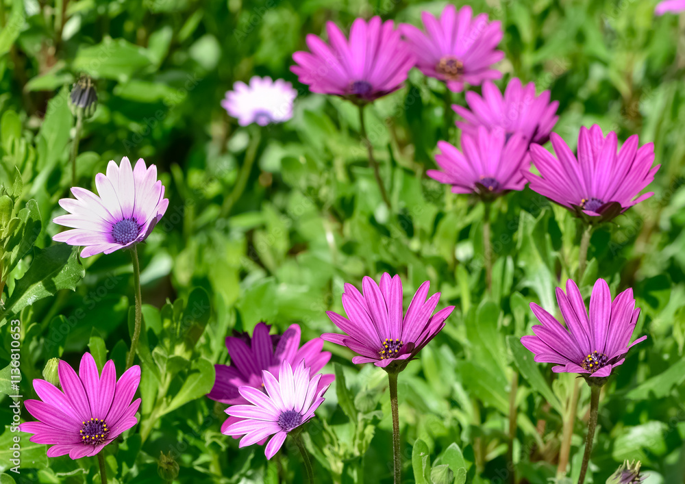 Obraz premium various garden flowers, various daisies