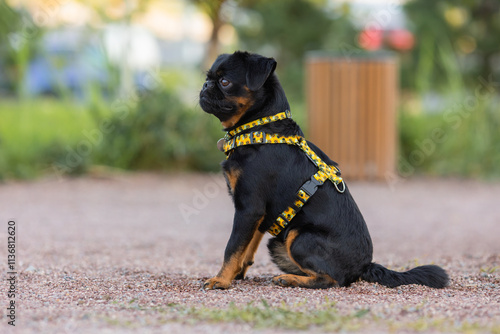 A Petit Brabanson dog in a beautiful harness in the park photo