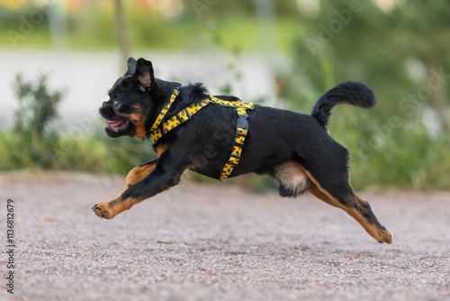 A Petit Brabanson dog in a beautiful harness in the park photo