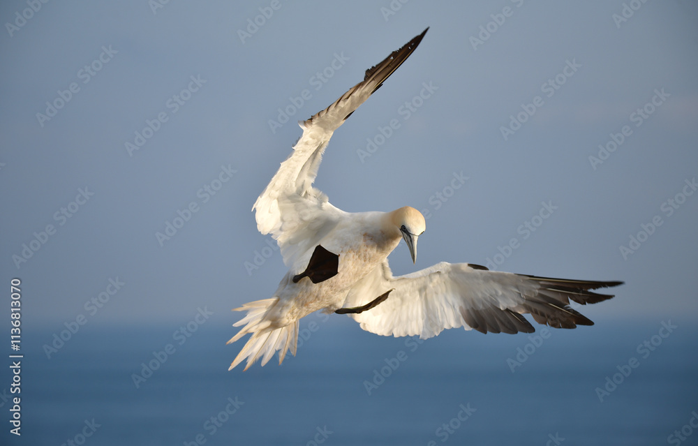 Basstölpel fliegt über Helgoland Basstölpel fliegt über Helgoland