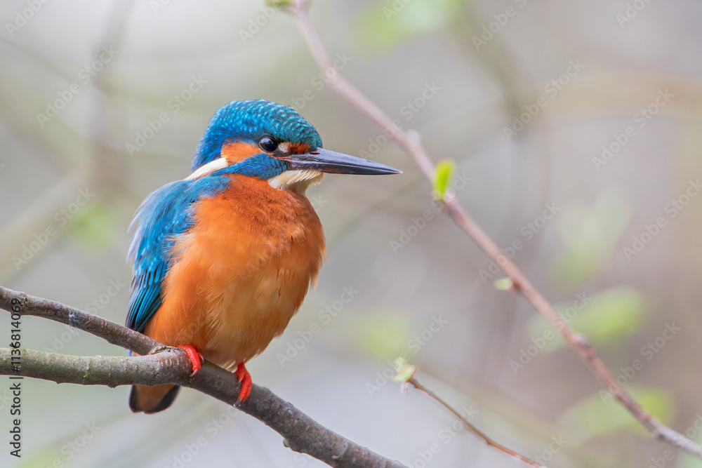 custom made wallpaper toronto digitalMale Common Kingfisher (Alcedo atthis) on branch, the Netherlands