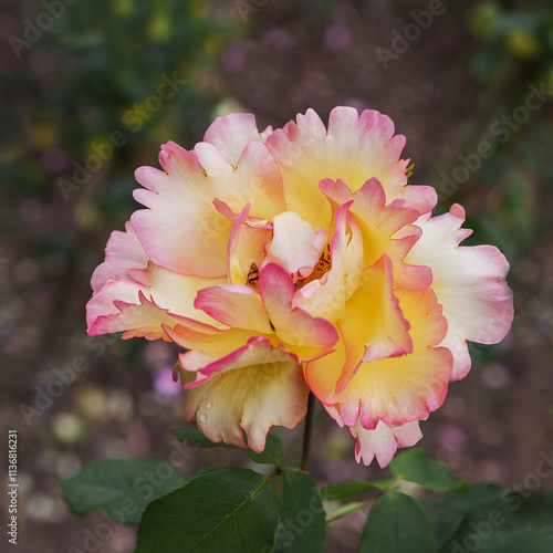 Curly rose Parure d'or. Flowers are cup-shaped, lushly rounded, loosely filled with golden yellow petals photo