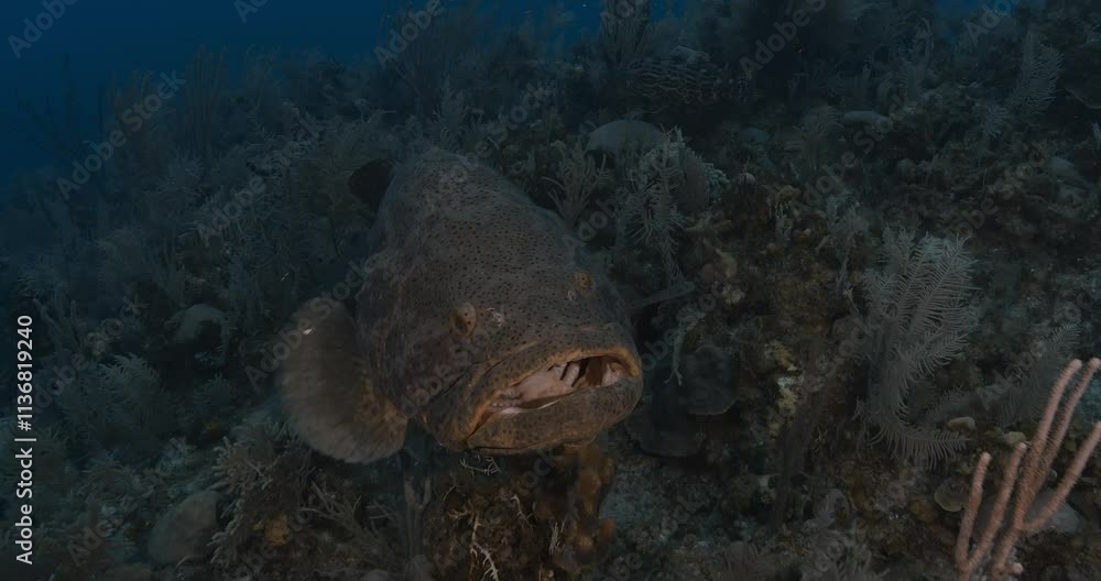 A large grouper (Epinephelus sp.) approaches the camera in a close-up, showcasing its size and detail. Check my portfolio for more grouper footage. A large grouper (Epinephelus sp.) approaches the camera in a close-up, showcasing its size and detail. Check my portfolio for more grouper footage.