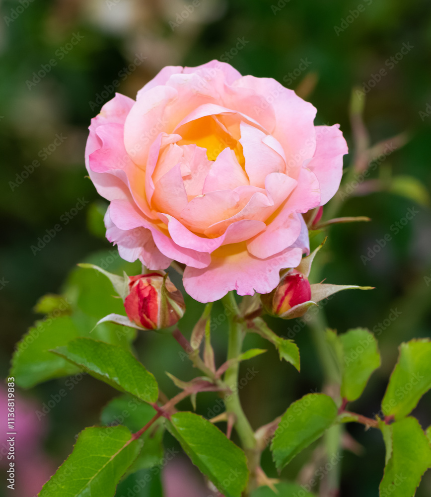 pink blooming rose plant in rural areas pink blooming rose plant in rural areas