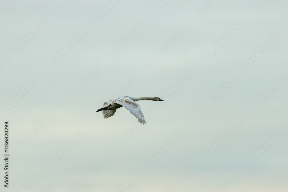 Fototapeta premium Adult White Swan (Cygnus olor), commonly found in wetlands, Baldoyle Racecourse, Dublin, Ireland