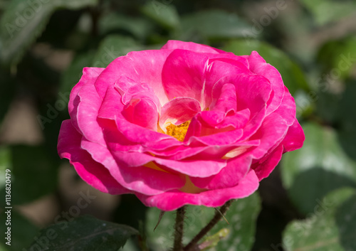 pink blooming rose plant in rural areas