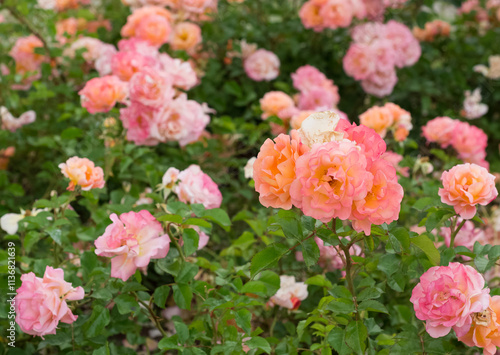 pink blooming rose plant in rural areas