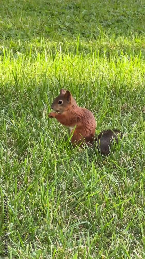 a squirrel gnaws nuts on green grass on a summer day
a squirrel gnaws nuts on green grass on a summer day