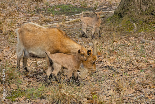 Group of brown domestic goats with lambs in a forest in Turnhoutse Venen nature reserve, Turnhout, Flanders, Belgium - Capra aegagrus hircus  photo