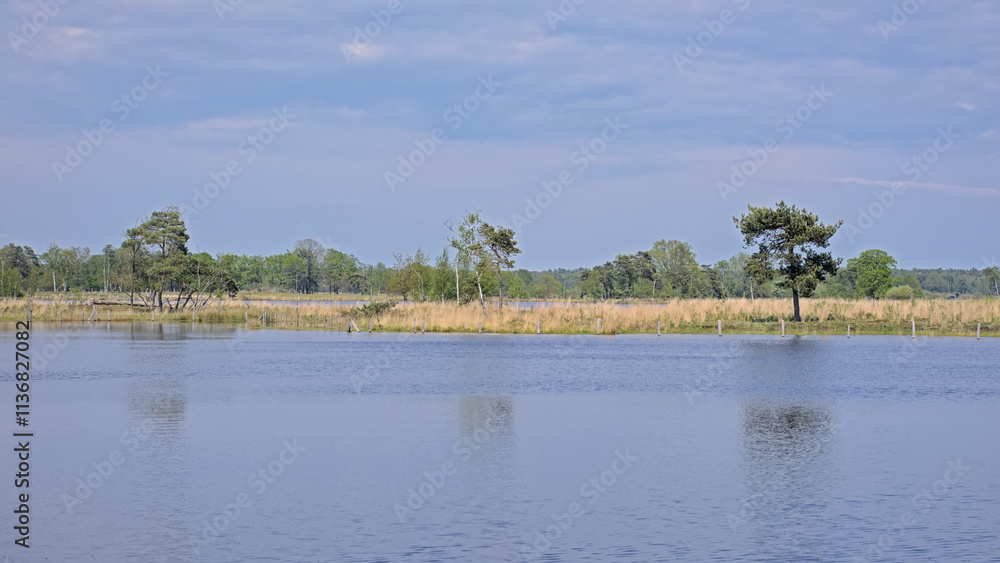 Peat lake in a heath landscape with trees in Turnhoutse Vennen nature reserve, Turnhout, Flanders, Belgium. high angle view Peat lake in a heath landscape with trees in Turnhoutse Vennen nature reserve, Turnhout, Flanders, Belgium. high angle view