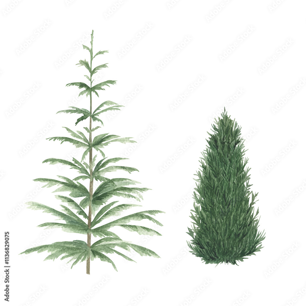Winter Christmas fir-tree collection. Hand drawn watercolor isolated illustration on white background Winter Christmas fir-tree collection. Hand drawn watercolor isolated illustration on white background