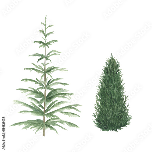 Winter Christmas fir-tree collection. Hand drawn watercolor isolated illustration on white background