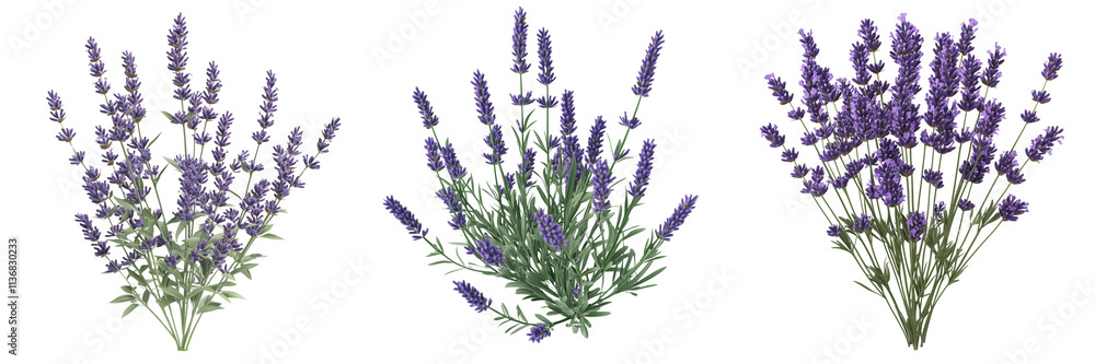 Naklejka premium set of lavender plant , on a transparent background 