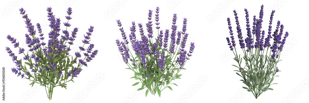 Fototapeta premium set of lavender plant , on a transparent background