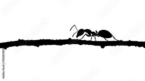 A single ant crawls along the edge of a twig, moving in a direct and focused line, Animal Illustration