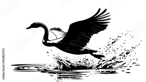 Trumpeter swan taking flight from water surface, Animal Illustration